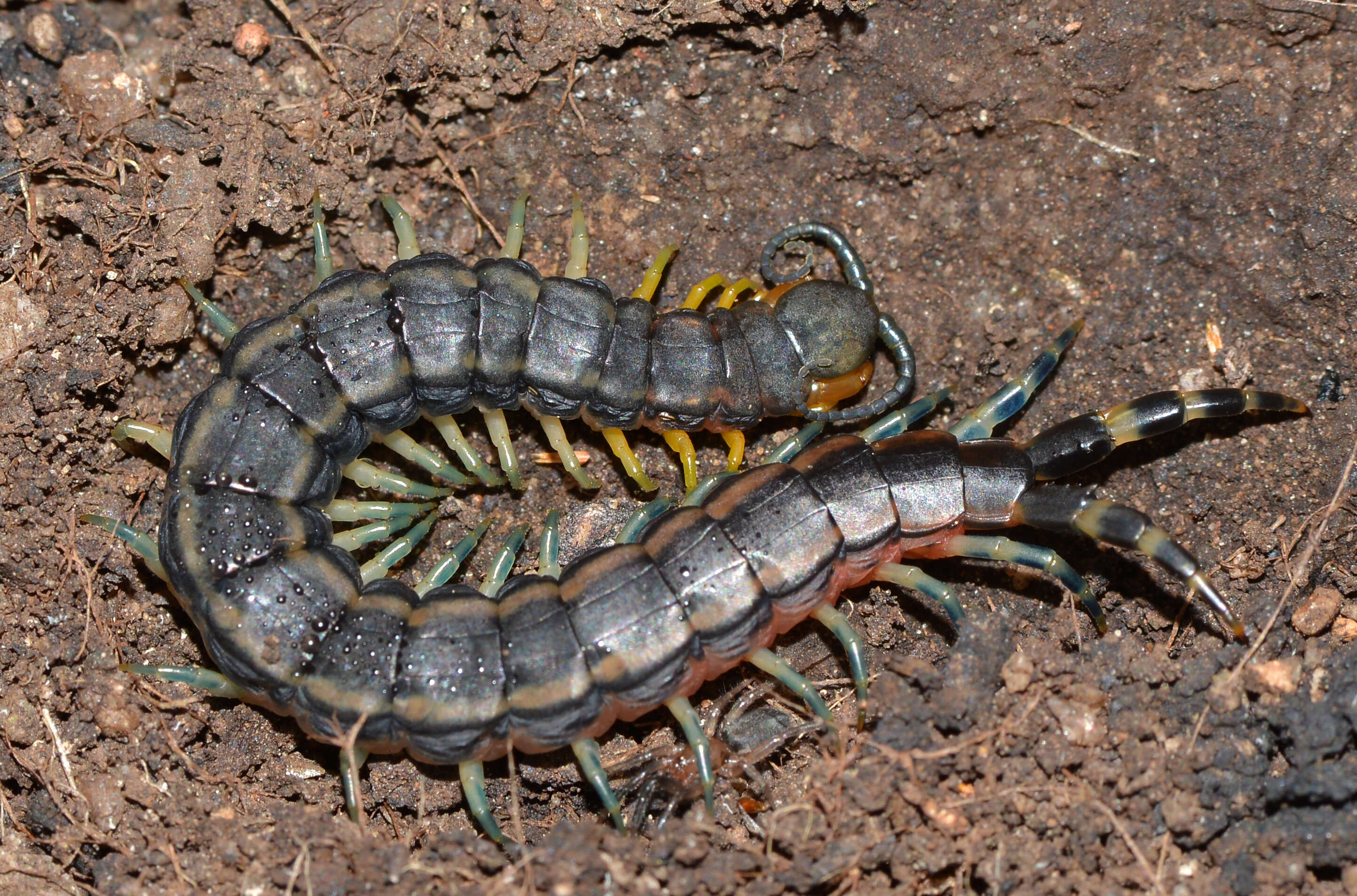 Image of Scolopendra laeta Haase 1887