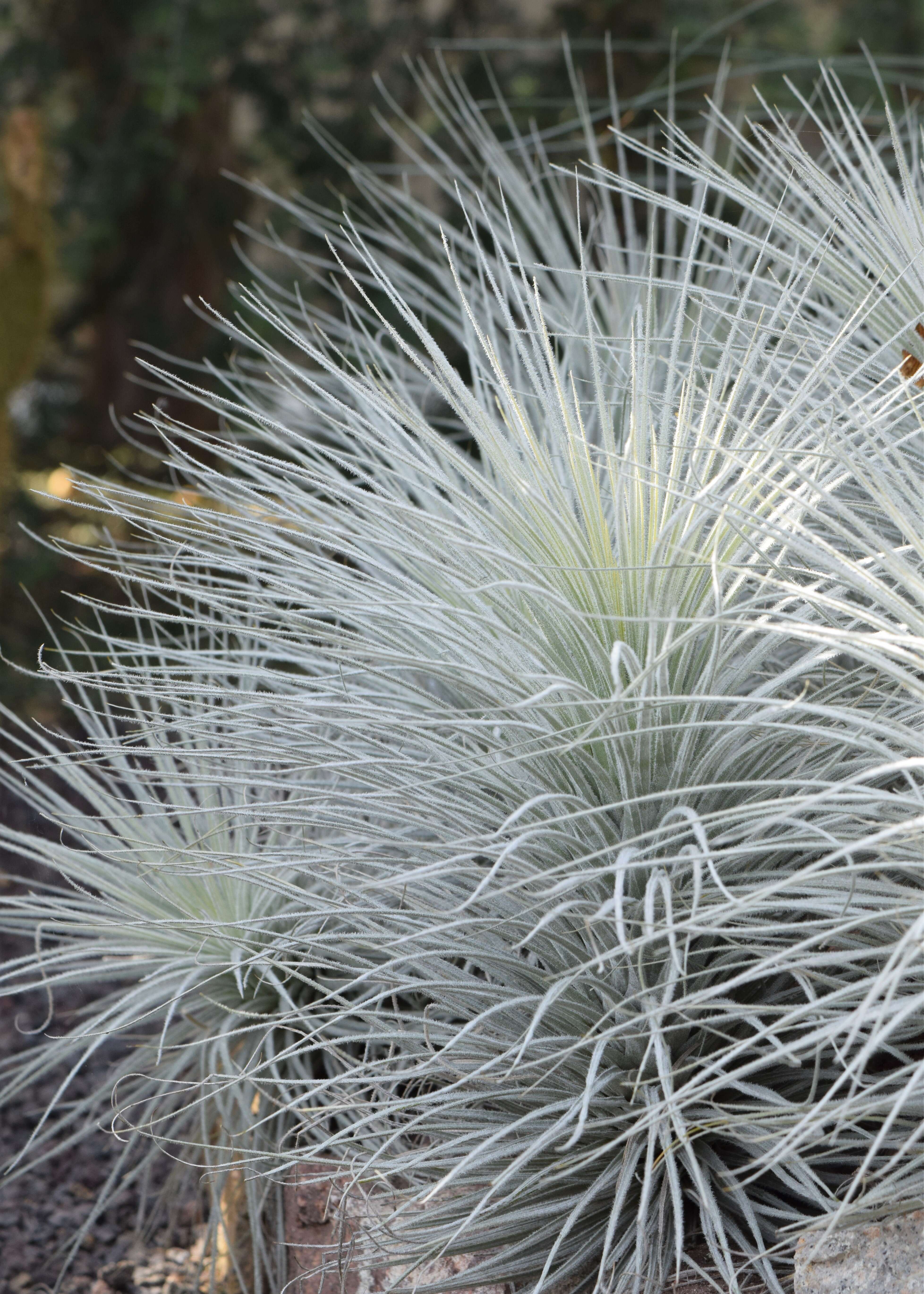 Image of Tillandsia tectorum É. Morren