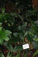 Image of Rhaphidophora montana (Blume) Schott