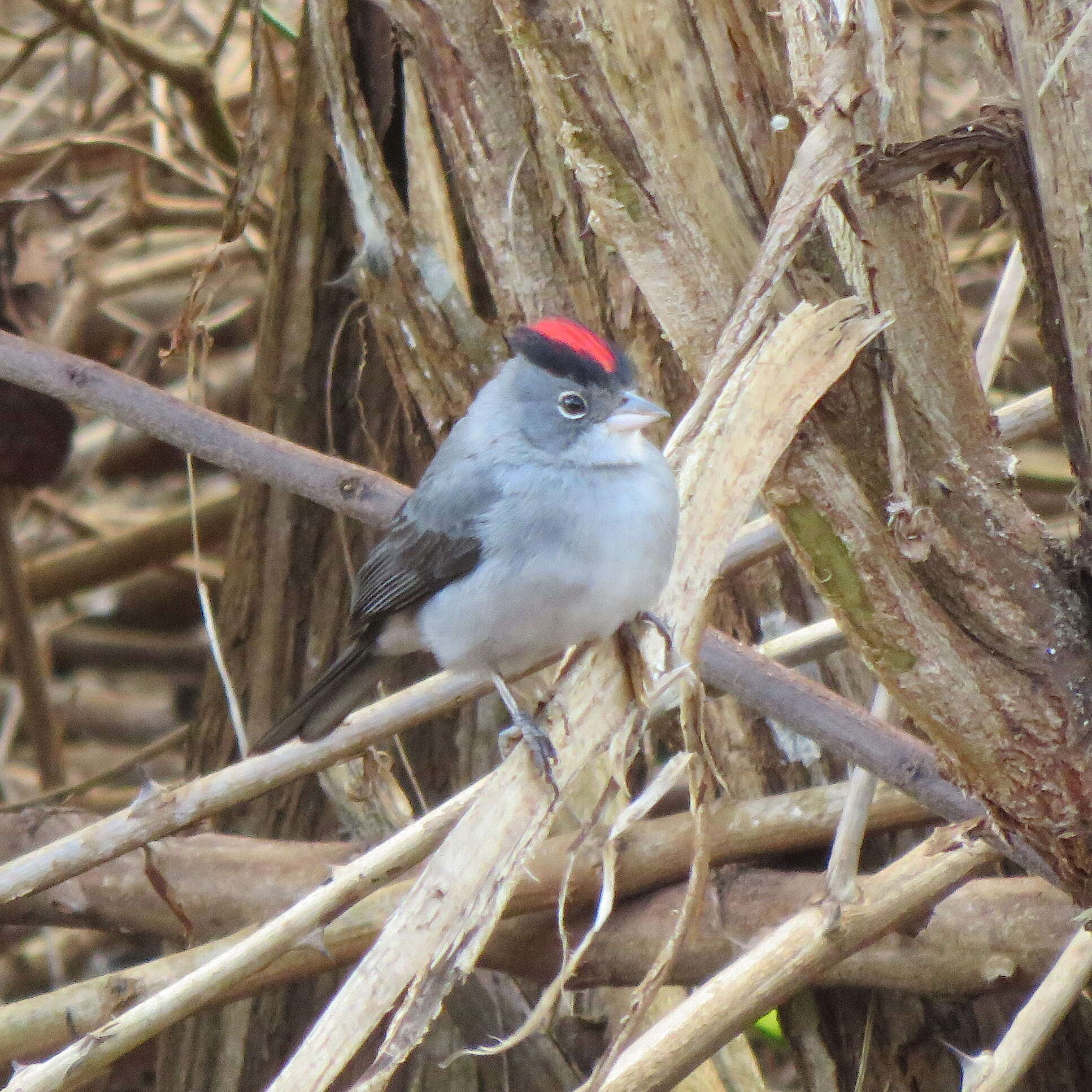 Image of Grey Pileated Finch