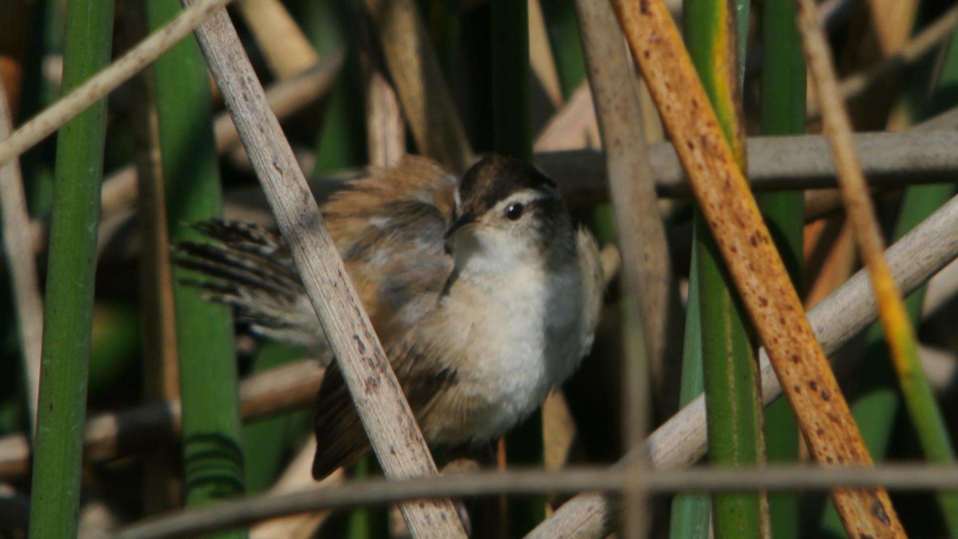 Image of Marsh Wren