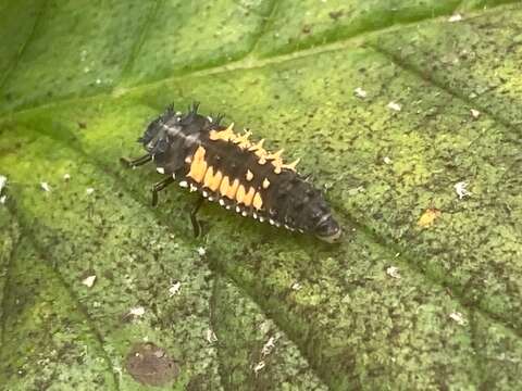 Image of scorpionflies