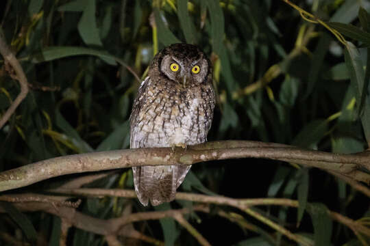Image of Koepcke's Screech Owl