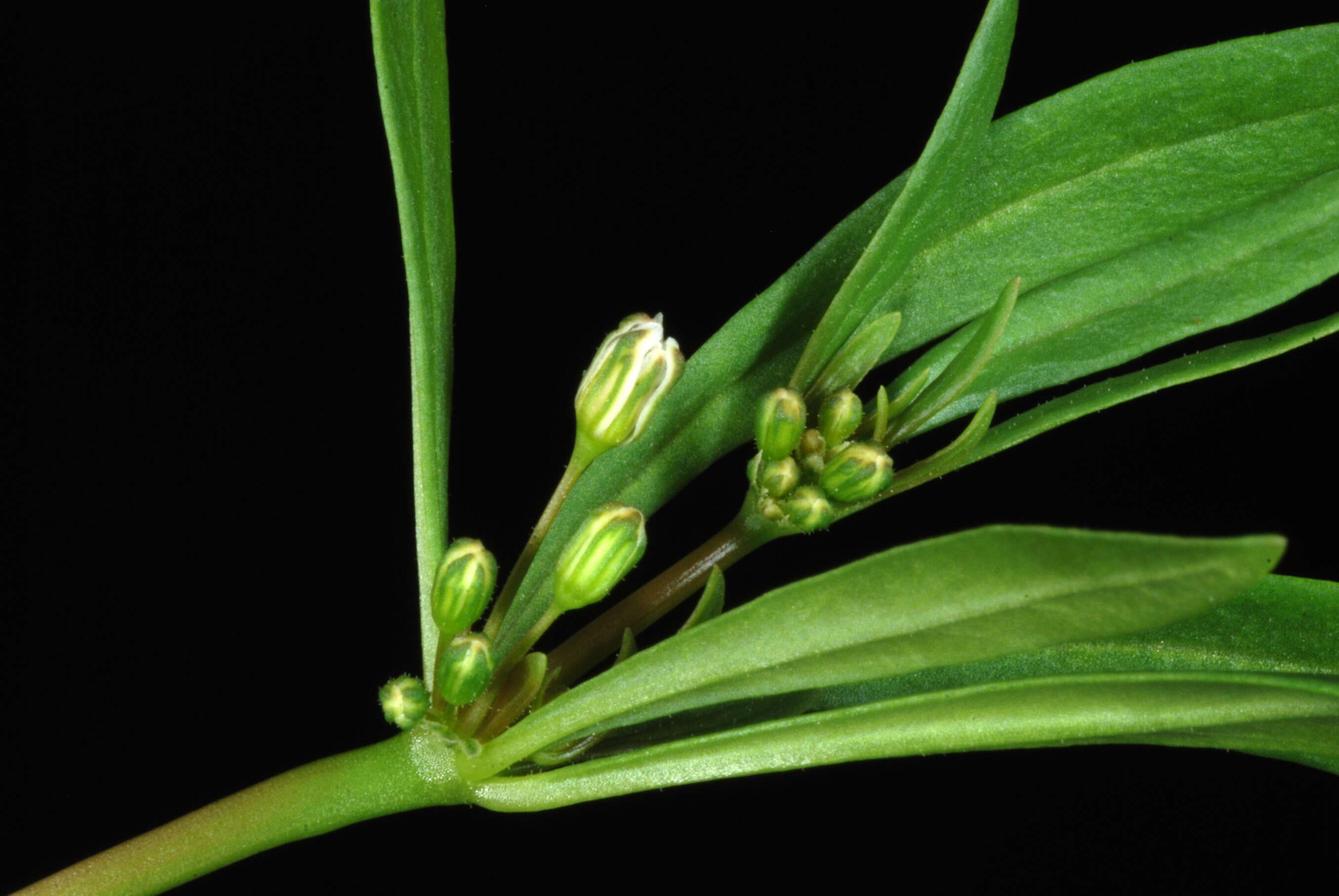 Plancia ëd Mollugo verticillata L.