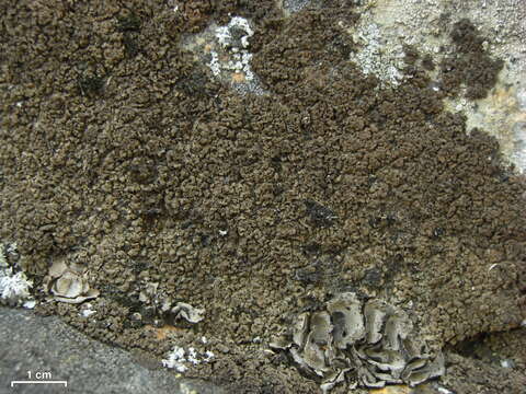 Image of wart lichen