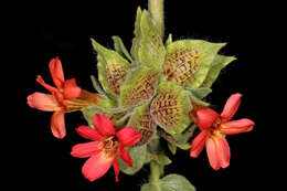 Image of Petalidium coccineum S. Moore