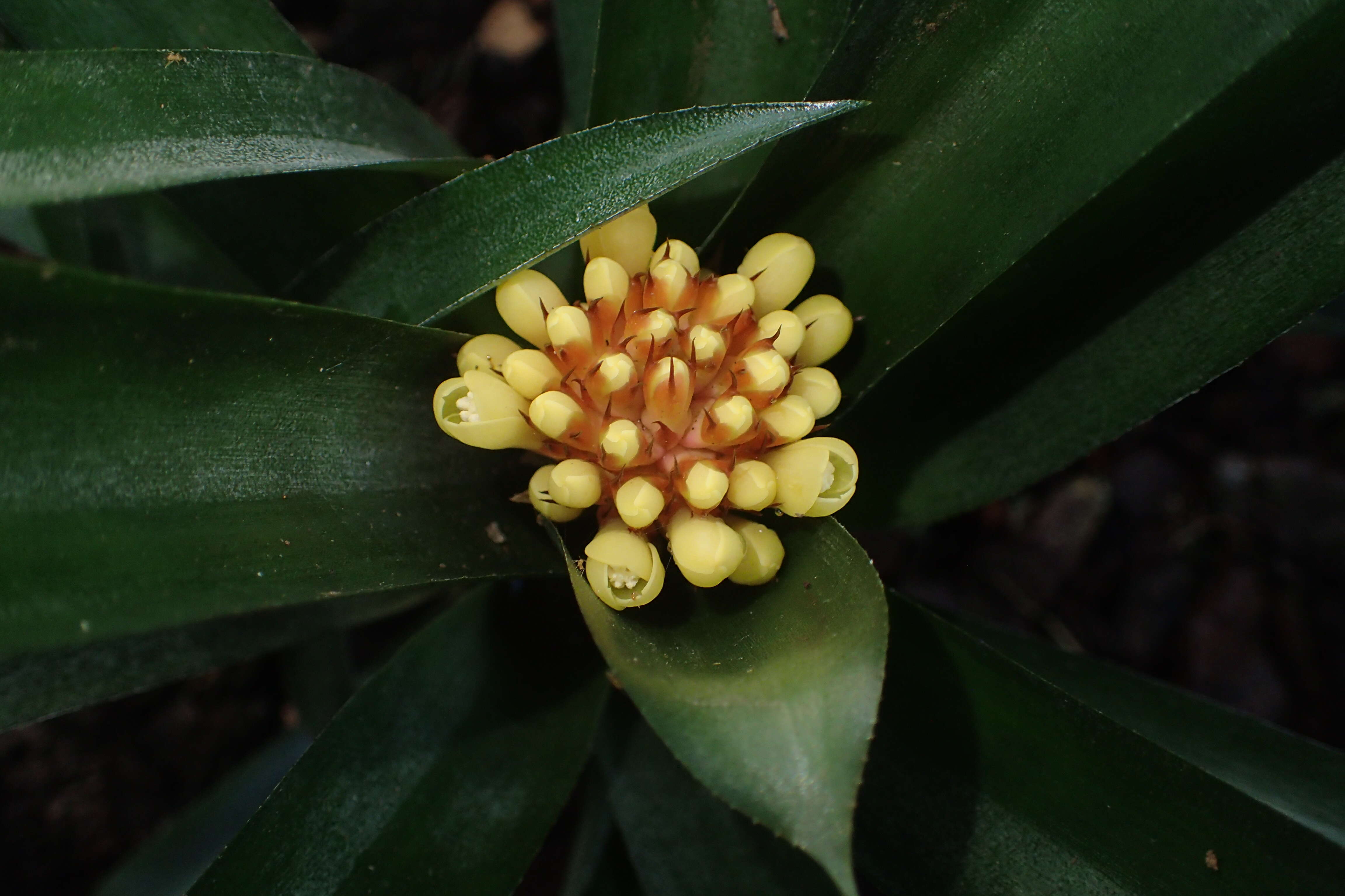 Aechmea pimenti-velosoi Reitz的圖片