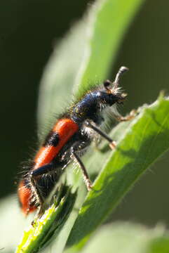 Image of Trichodes alvearius