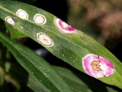 Image of gall midges and wood midges