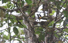 Image of Lita Woodpecker