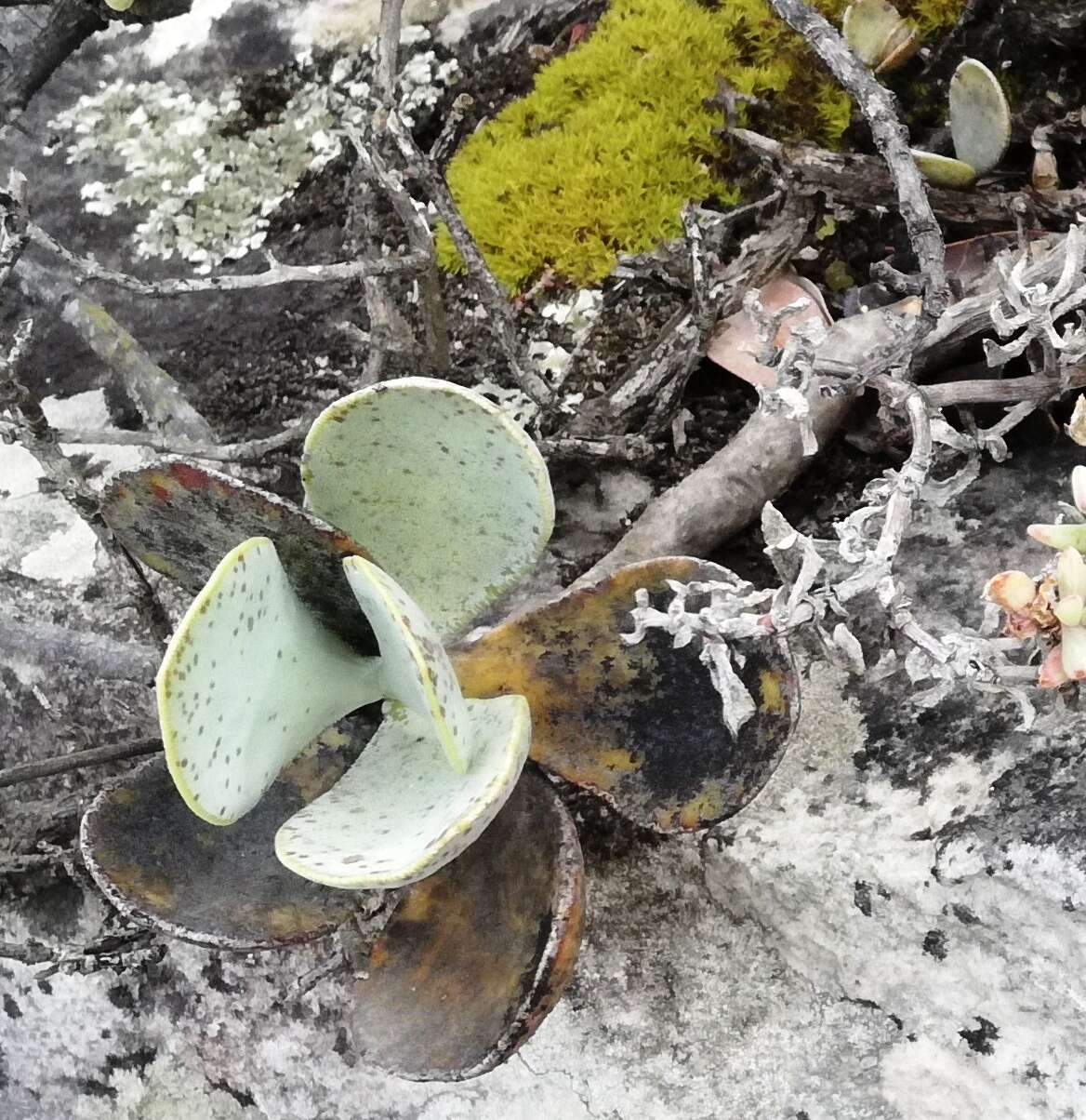 Image of Adromischus hemisphaericus (L.) Lem.