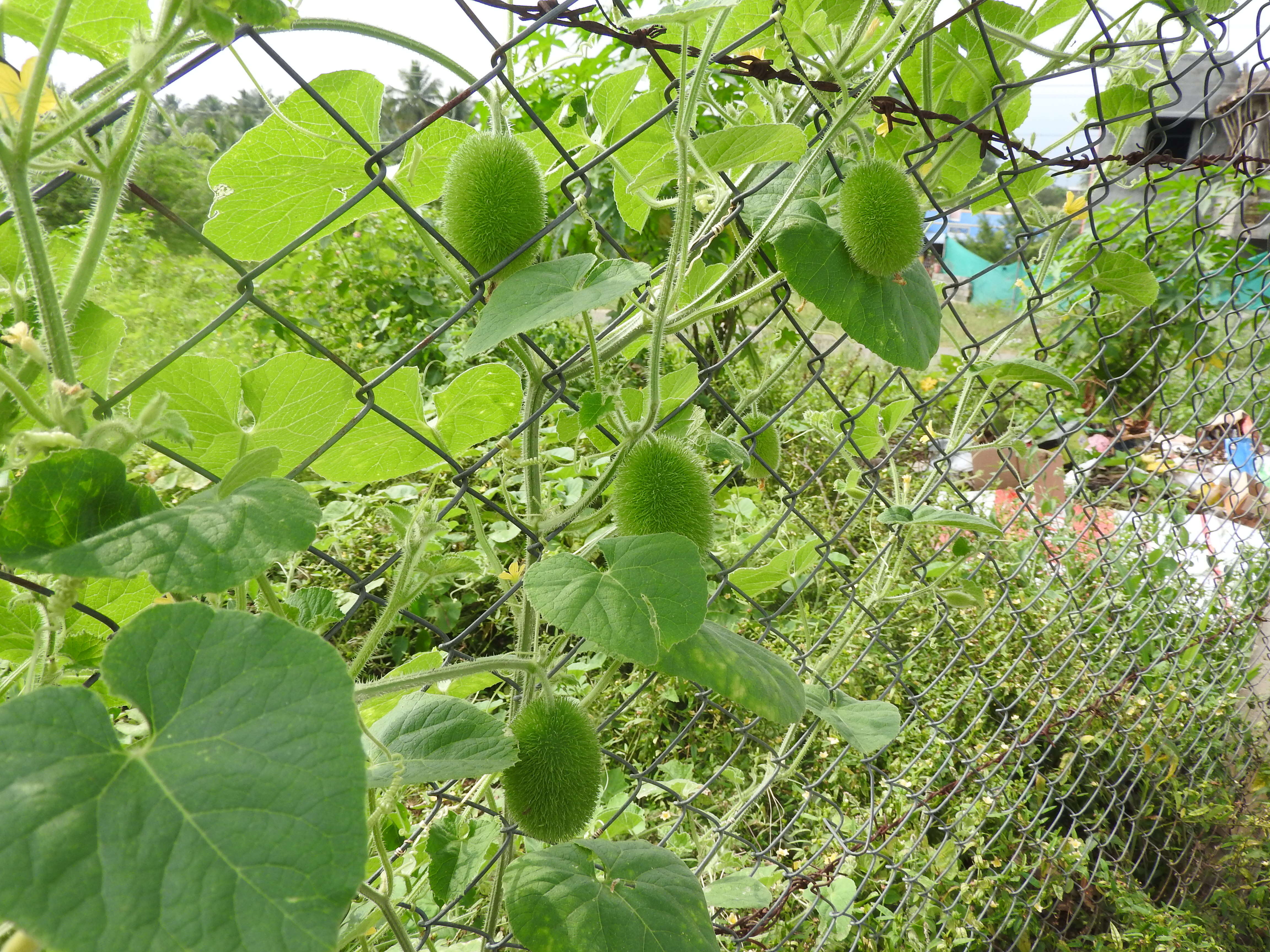 Image of Hedgehog cucumber