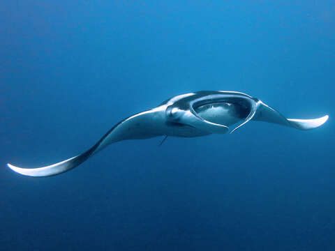 Image of Chevron Manta Ray