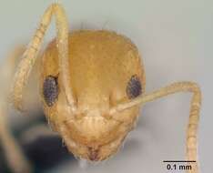 Image of Little yellow ant