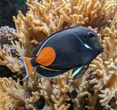 Image of Achilles Tang