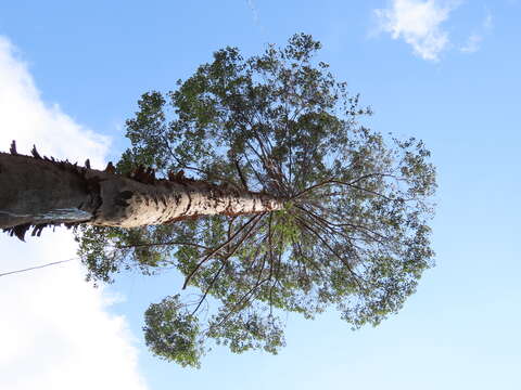 Image of Borneo camphor