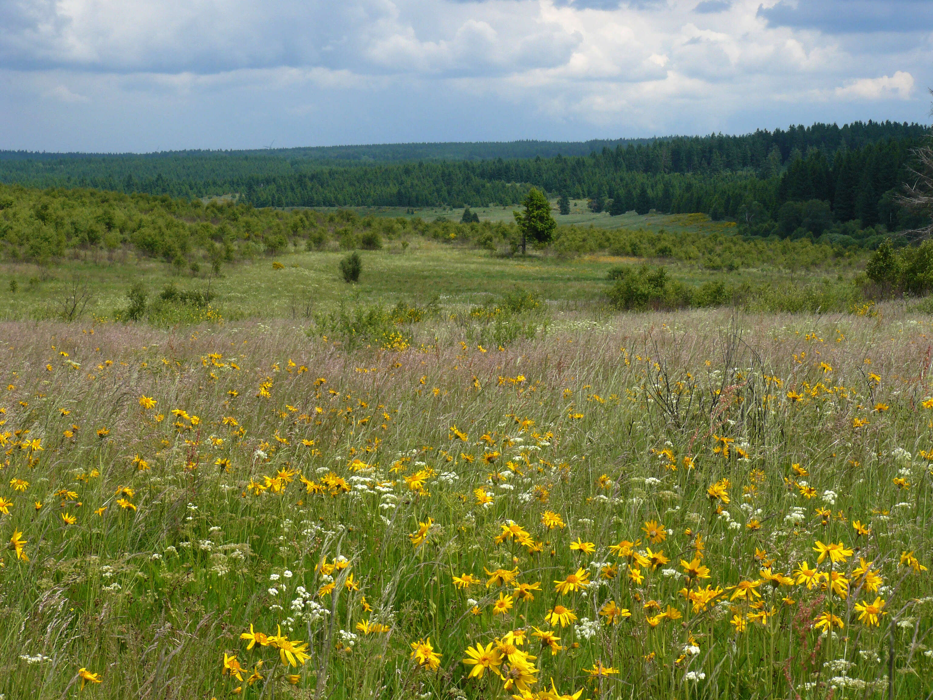 Image of mountain arnica