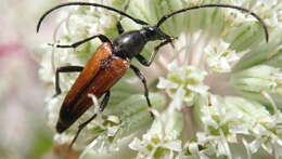 Image of Black-striped Longhorn Beetle