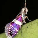 Imagem de <i>Tasmantrix calliplaca</i>