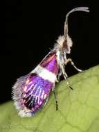 Image of <i>Tasmantrix calliplaca</i>