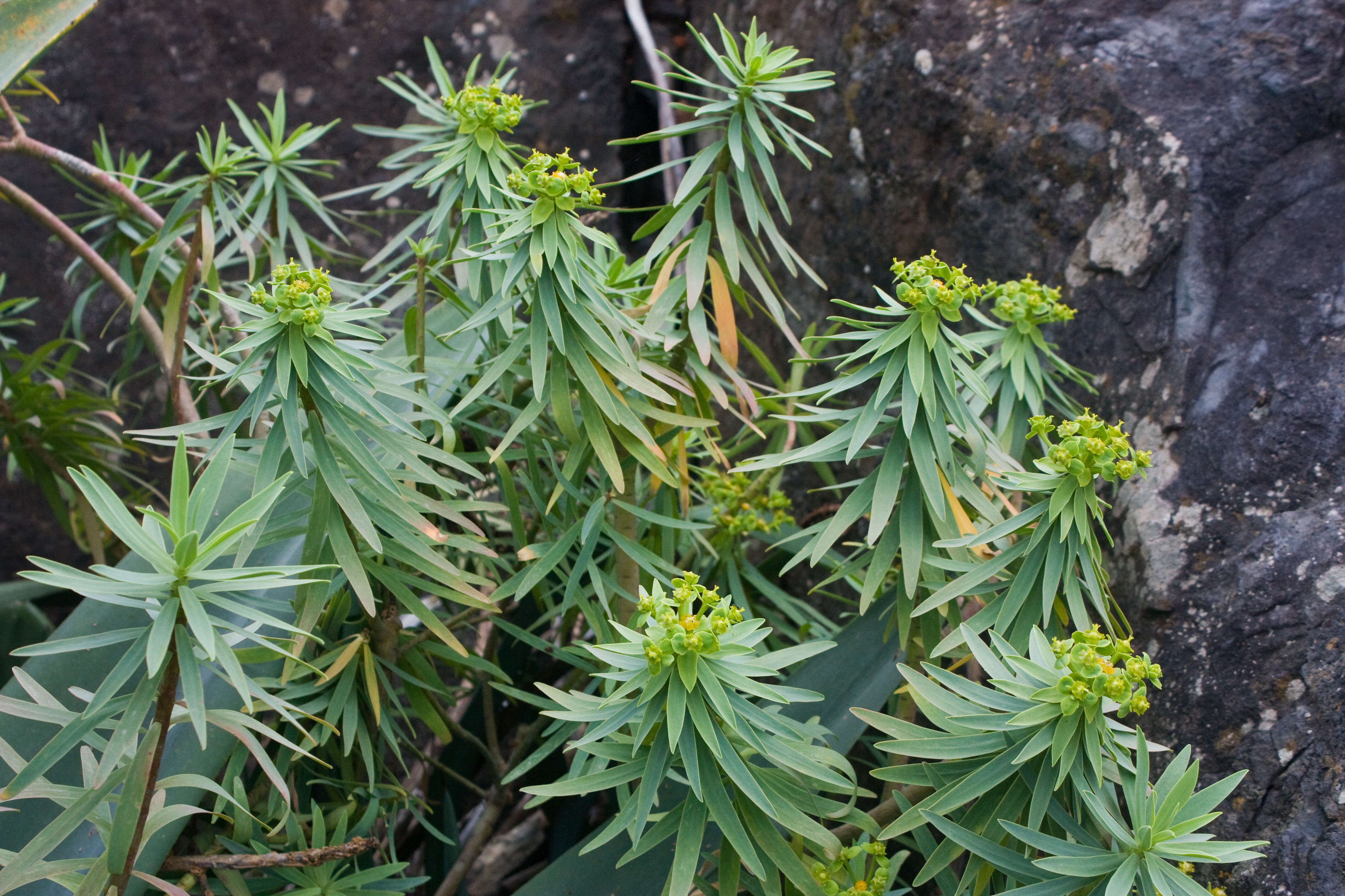 Image of Euphorbia piscatoria Aiton