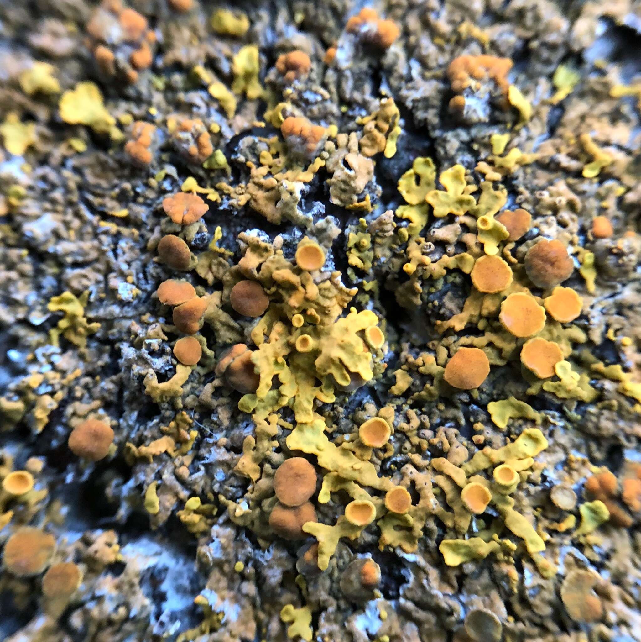 Image of Xanthoria aureola (Ach.) Erichsen