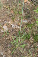 Image de Silene chlorantha (Willd.) Ehrh.