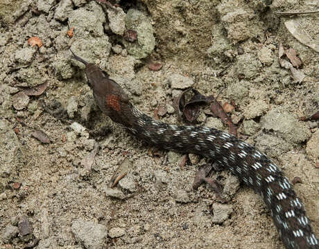 Image of Orange-collared Keelback