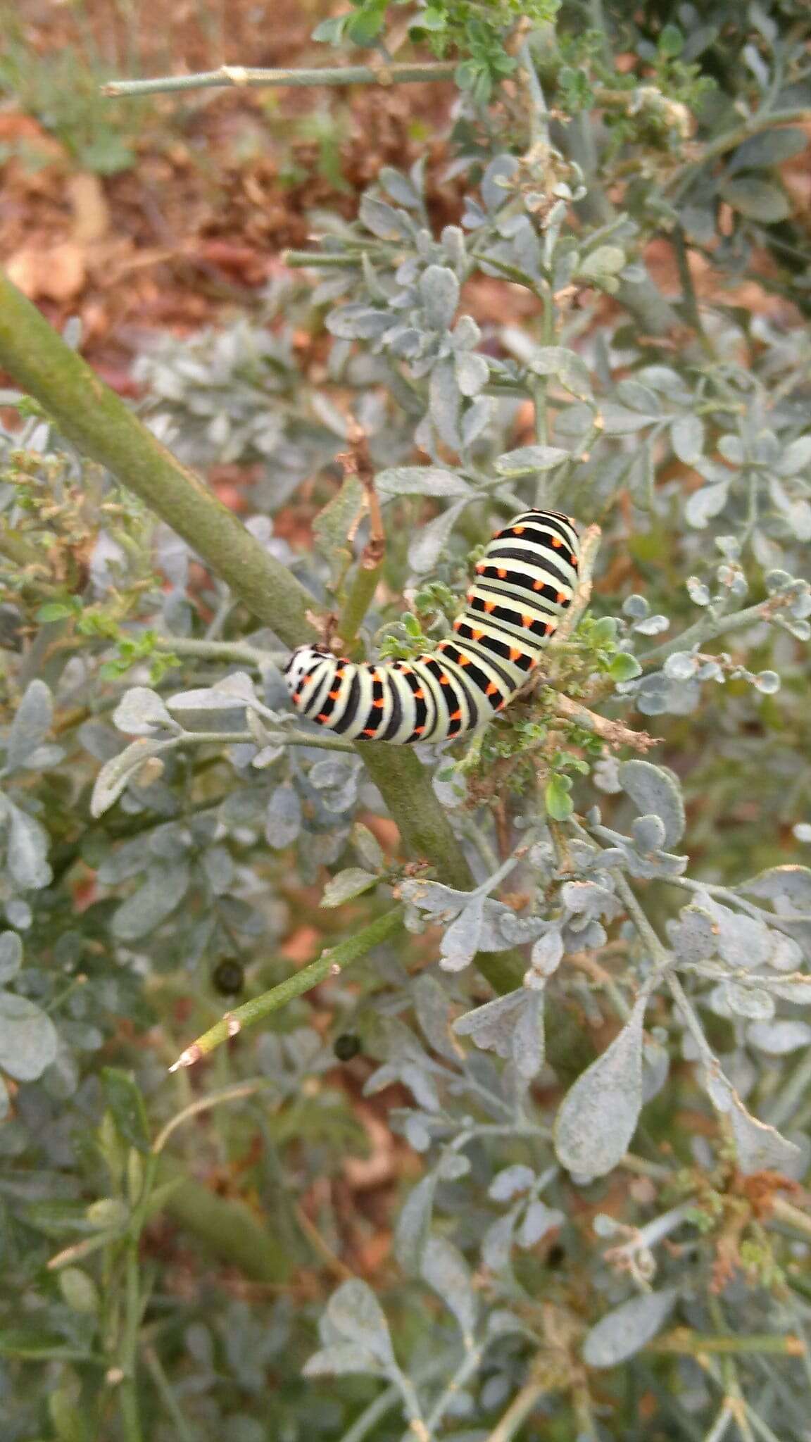 Image of fringed rue