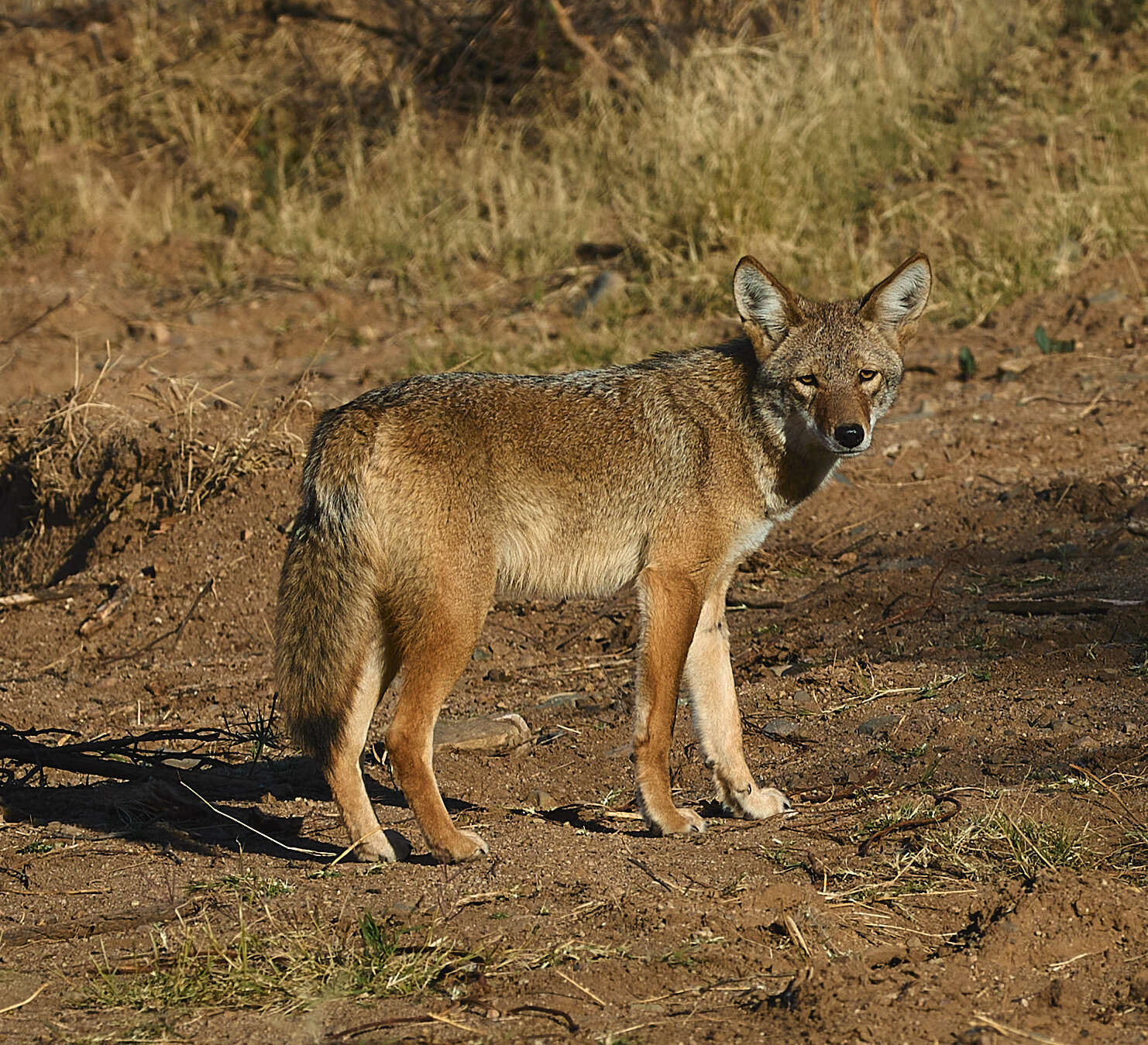 Image of American jackal