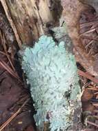 Image of rosette lichen