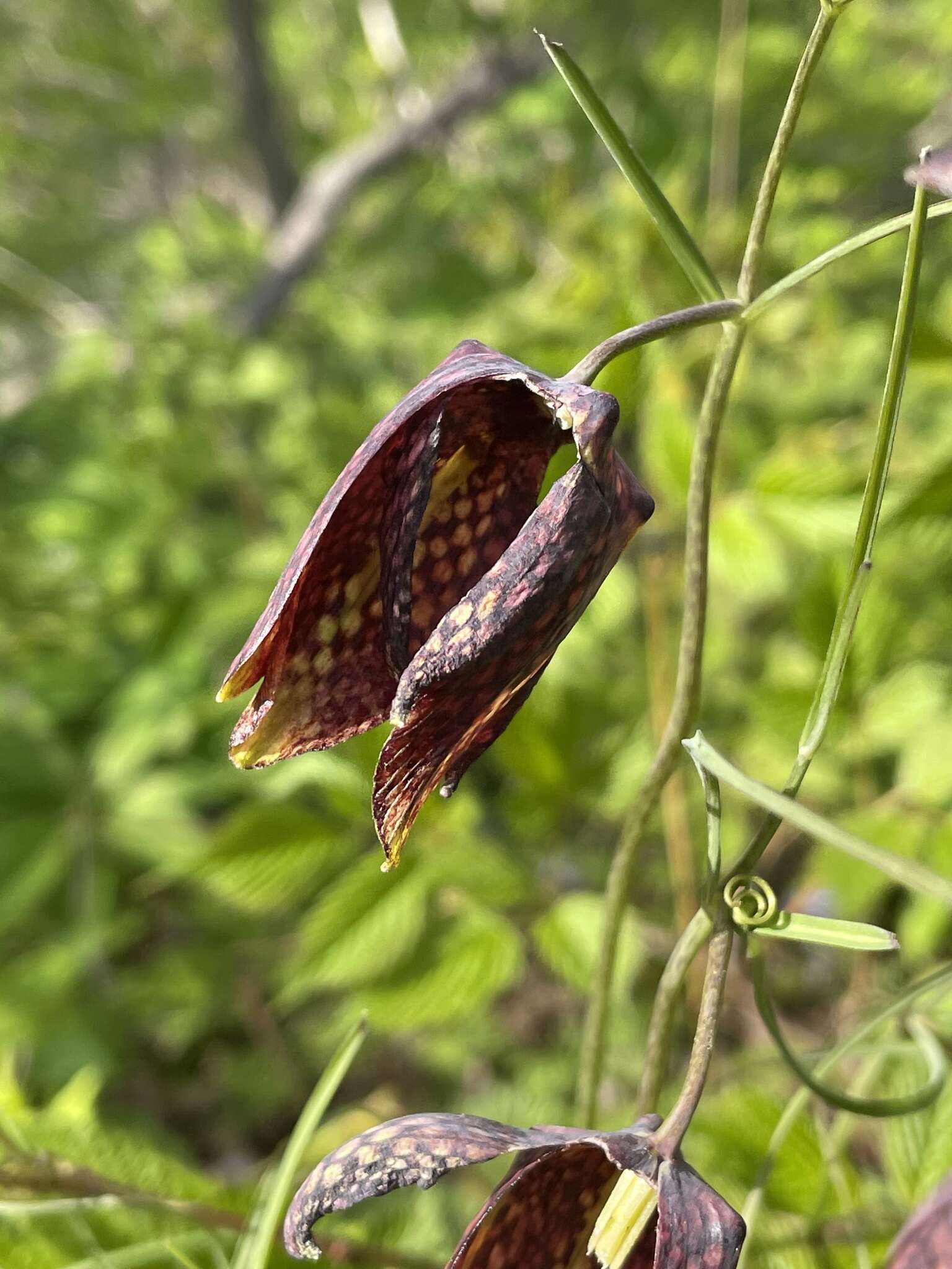 Image of Fritillaria