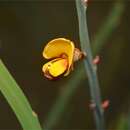 Image of Bossiaea bombayensis