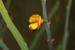 Image of Bossiaea bombayensis