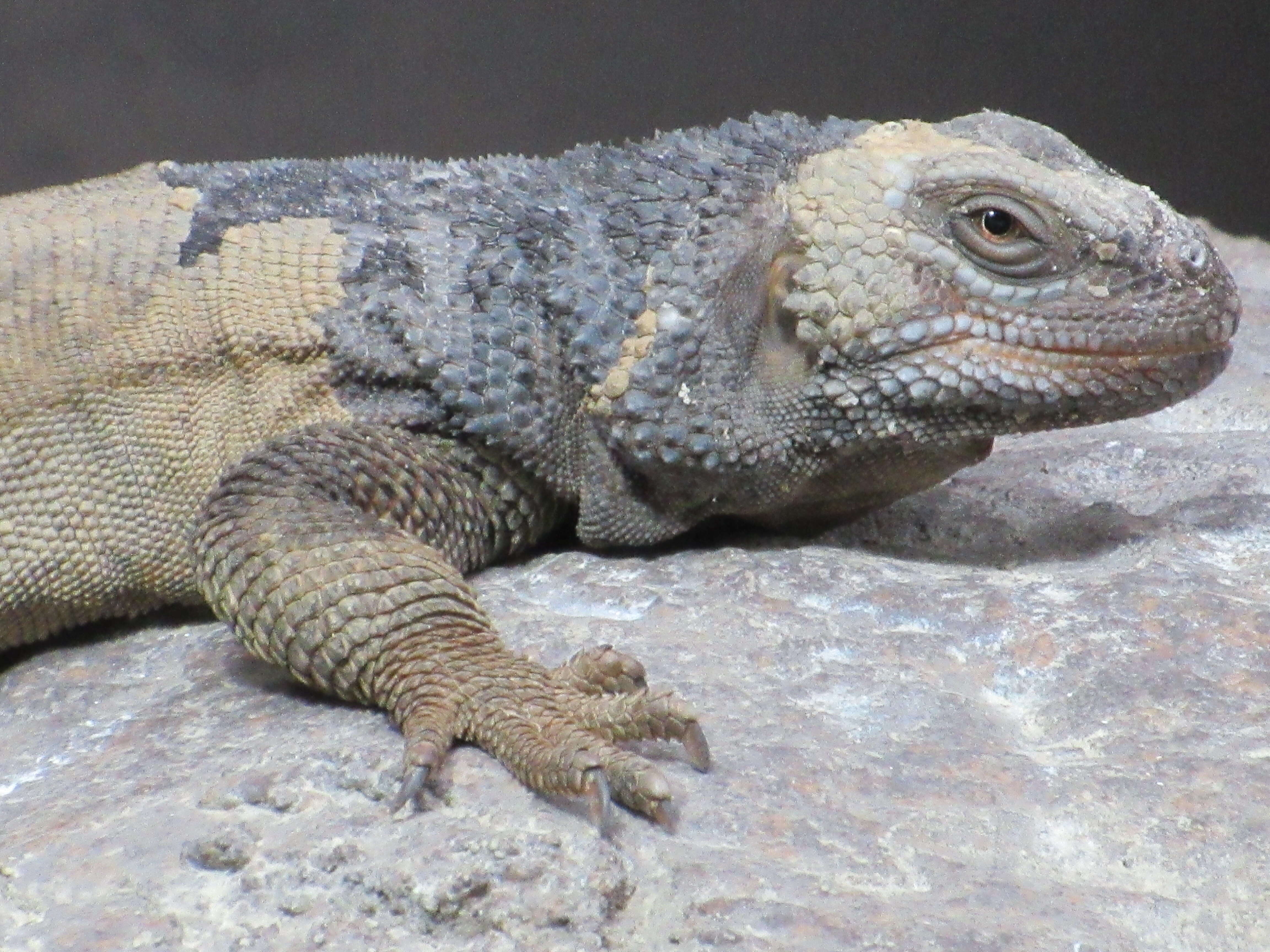 Image of Angel Island chuckwalla