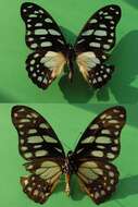 Image of common graphium