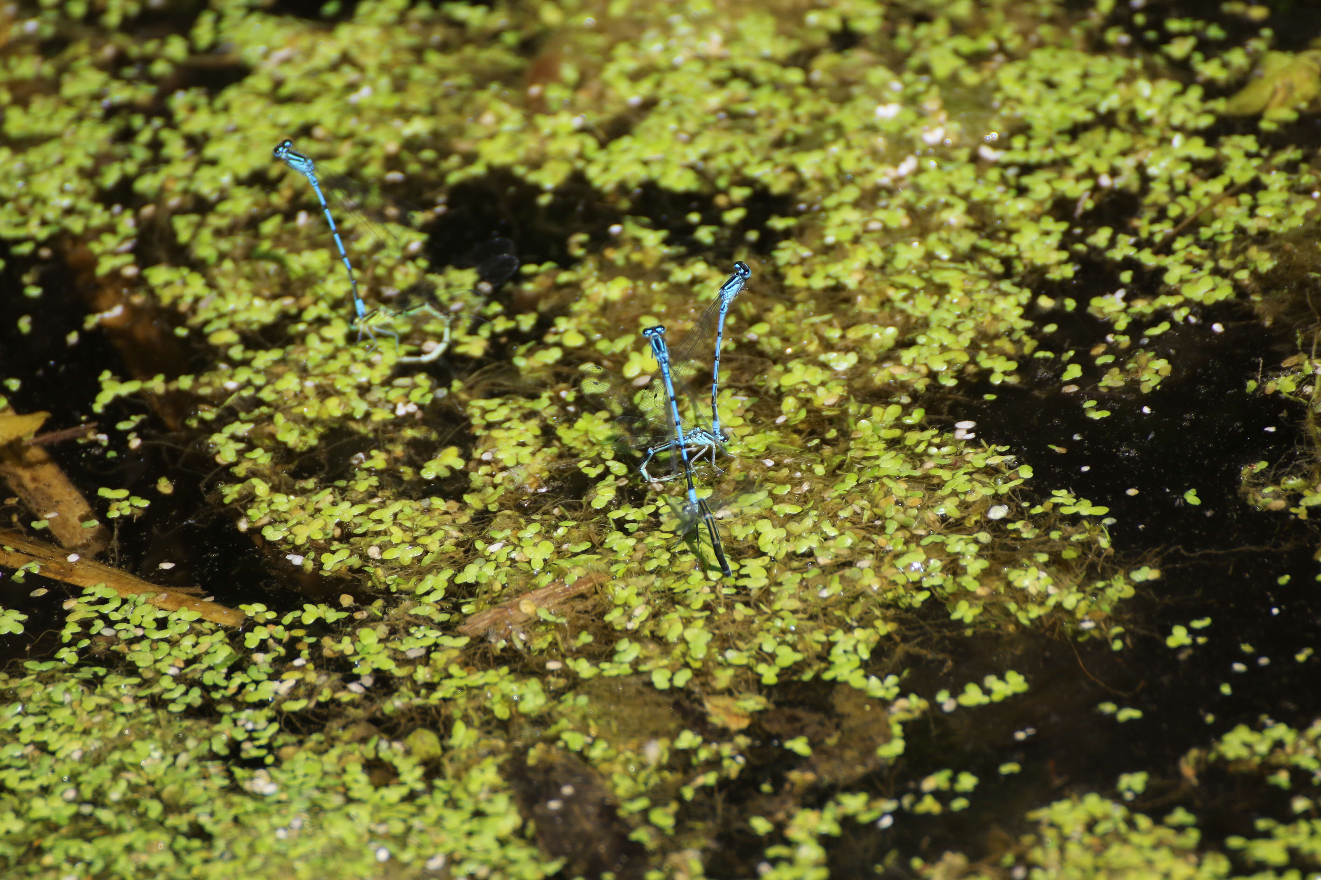 Image of Azure Bluet