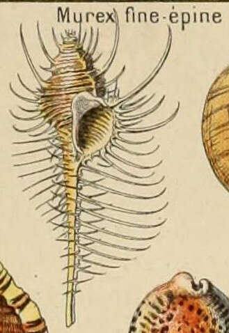 Image of Murex tenuirostrum Lamarck 1822