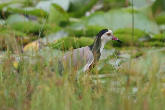 Image of Long-toed Lapwing