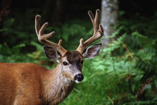 Image of Columbian black-tailed deer