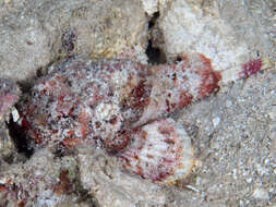 Слика од Scorpaenopsis obtusa Randall & Eschmeyer 2001