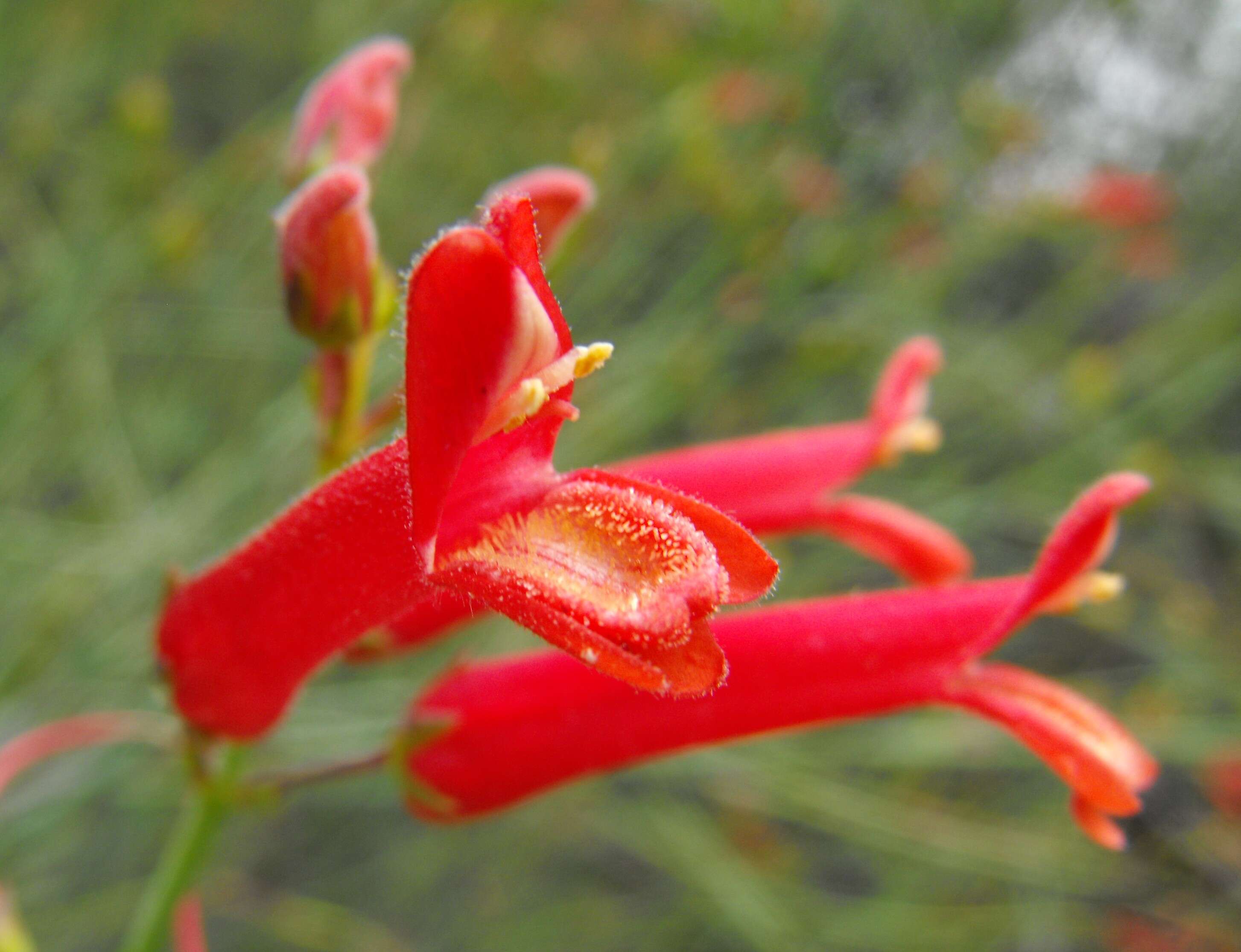 Image of Baja bush snapdragon