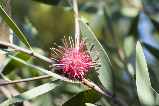 Image of Hakea obtusa Meissn.