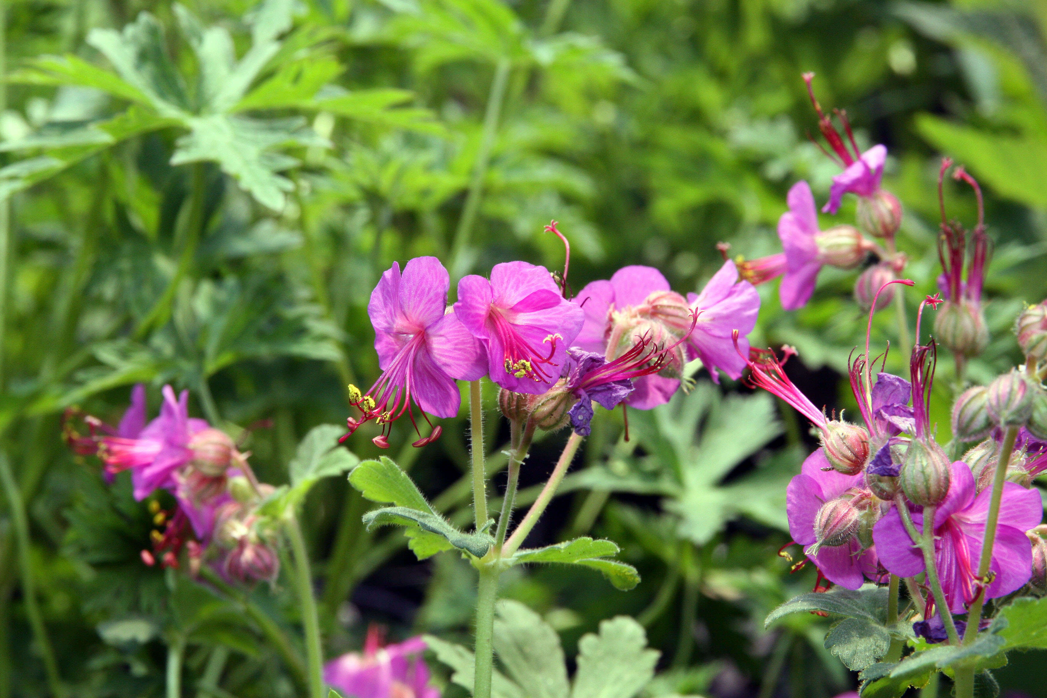 Image of <i>Geranium</i> × <i>cantabrigiense</i>