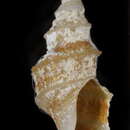 Image of Eucyclotoma carinulata (Souverbie 1875)