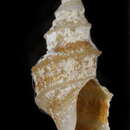 Eucyclotoma carinulata (Souverbie 1875) resmi