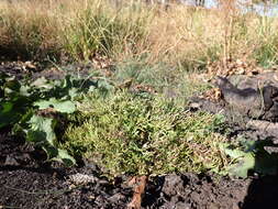 Image of bluntleaf yellowcress