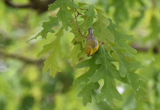 Image of Blue-winged Warbler