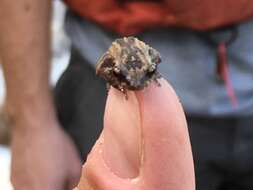 Image of Whistling coqui