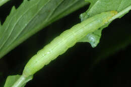 Image of Pink-washed Looper Moth